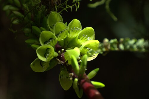 Erythrina edulis (Erythrina edulis)
