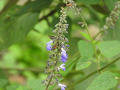 Salvia urolepis