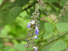 Salvia urolepis