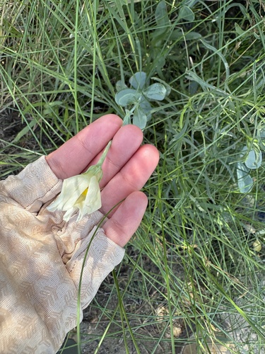 catchfly prairie gentian