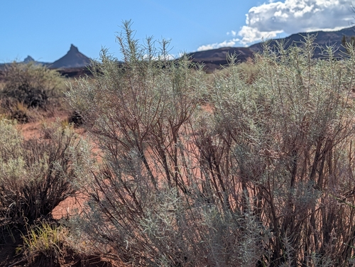 Artemisia filifolia, 2026-10-23