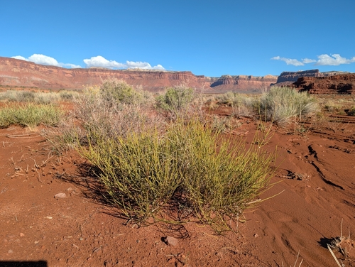 Ephedra nevadensis observed 2026-10-23