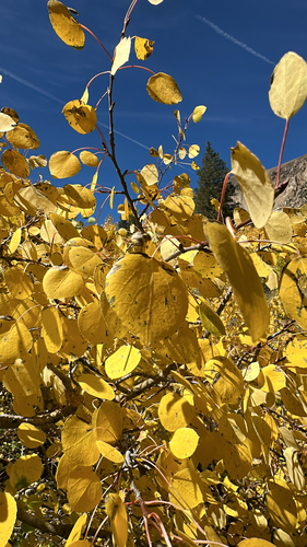 quaking aspen photograph by the iNaturalist community