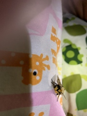 Apantesis arizoniensis