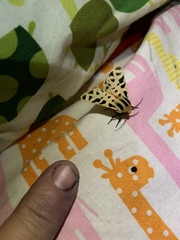 Apantesis arizoniensis