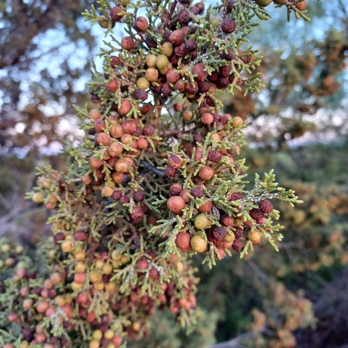 redberry juniper