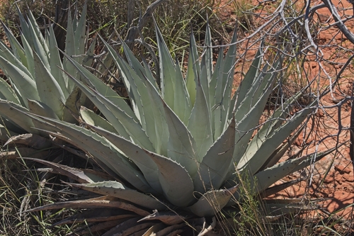 Agave parryi couesii