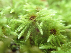 Acanthoneura Leucolepis (Leucolepis acanthoneura)
