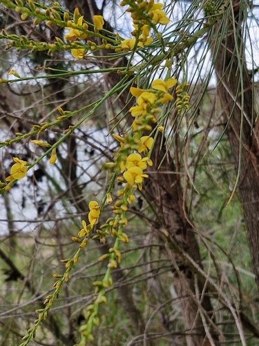 Viminaria juncea, 2026-10-24