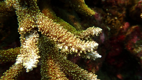 Acropora abrotanoides observed 2026-10-20