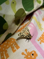 Apantesis arizoniensis