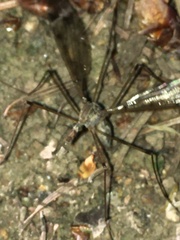 Tipulomorpha