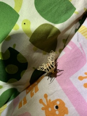 Apantesis arizoniensis