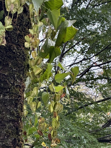 Dioscorea tokoro observed 2026-10-24