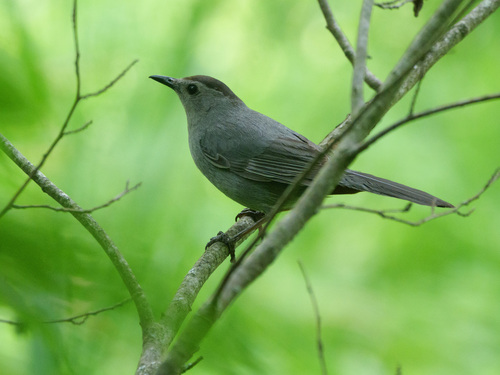 Gray Catbird photograph by the iNaturalist community
