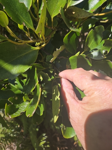 Griselinia littoralis observed 2026-10-24