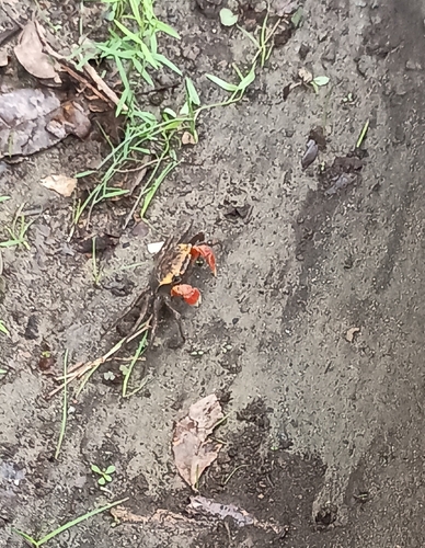 Chiromantes haematocheir observed 2026-10-24