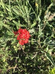 Nyctaginia capitata