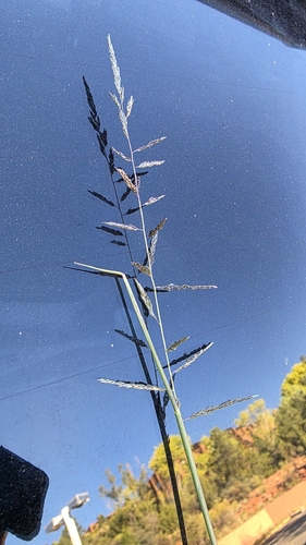 Sporobolus cryptandrus observed 2026-10-23
