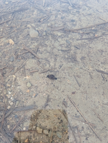 Physella acuta observed 2026-10-22