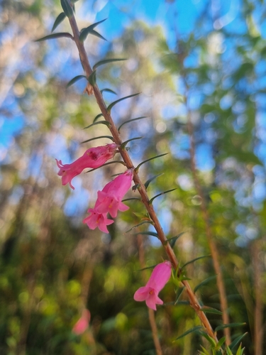 Epacris impressa observed 2026-10-23