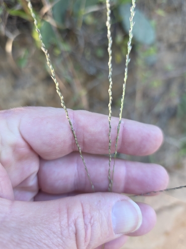 Digitaria filiformis observed 2026-10-23