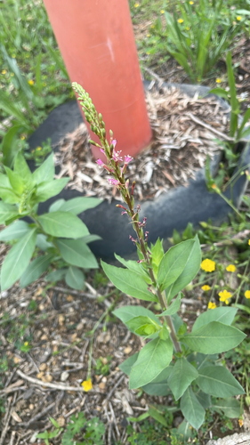 velvetweed