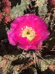 Opuntia aurea