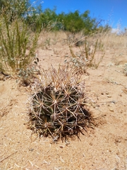 Coryphantha robustispina uncinata