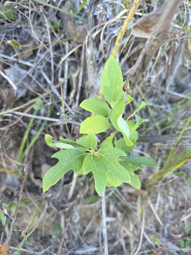 sassafras photograph by the iNaturalist community