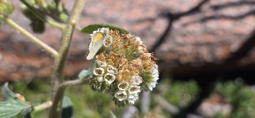 Phacelia heterophylla, 2026-10-23