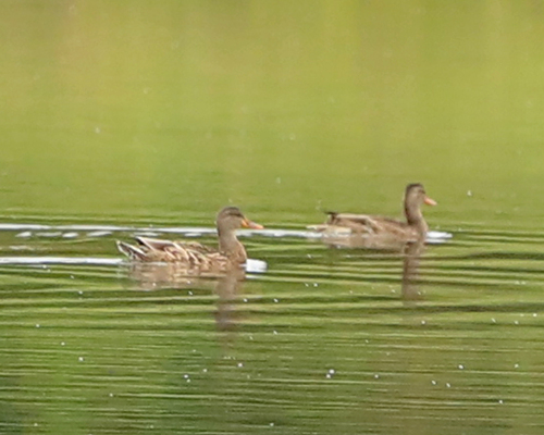 iNaturalist image