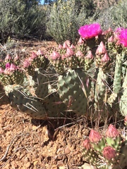 Opuntia aurea