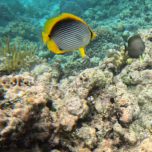 Chaetodon melannotus observed 2026-10-23