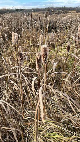 broadleaf cattail photograph by the iNaturalist community