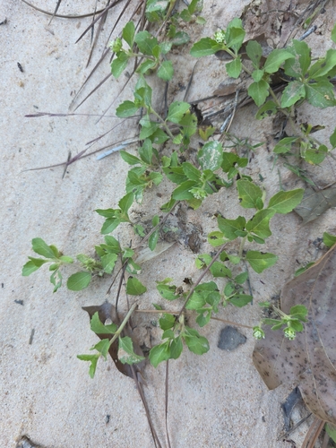 Acanthospermum australe observed 2026-10-23
