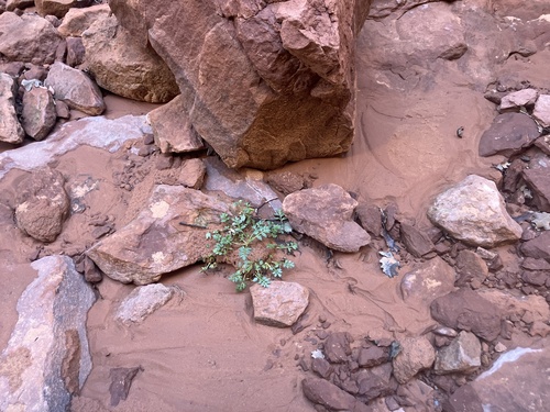 Lomatium observed 2026-10-23