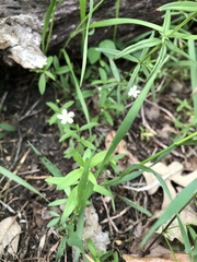 Moehringia