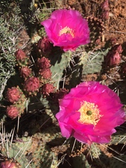 Opuntia aurea