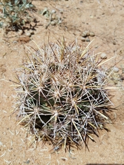 Coryphantha robustispina uncinata