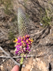 Dalea searlsiae