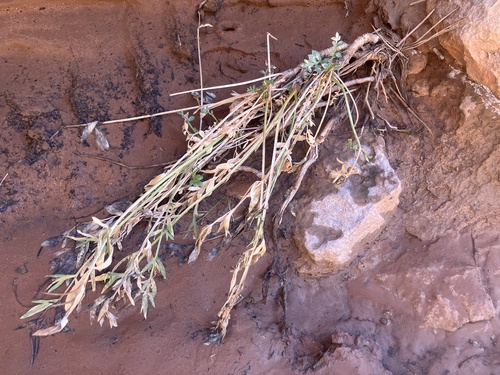 Lomatium observed 2026-10-23