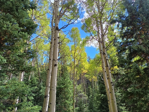 quaking aspen photograph by the iNaturalist community