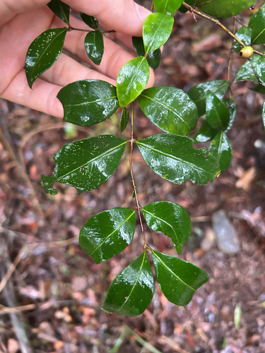 Backhousia myrtifolia observed 2026-10-24