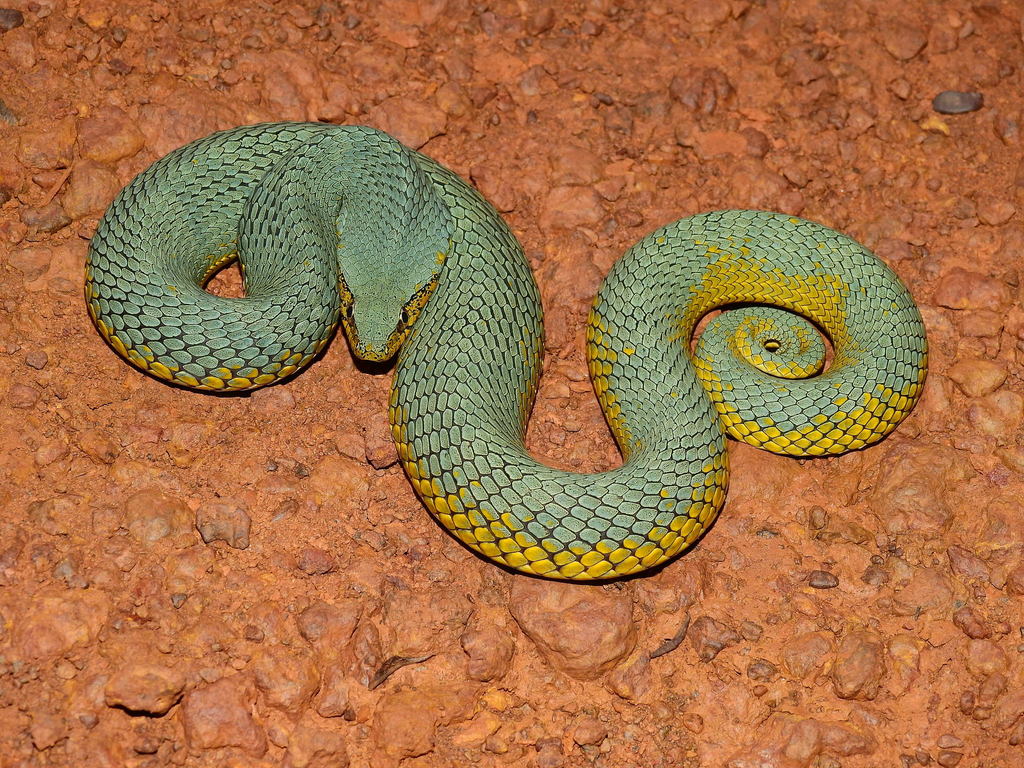 Guianan Green Snake
