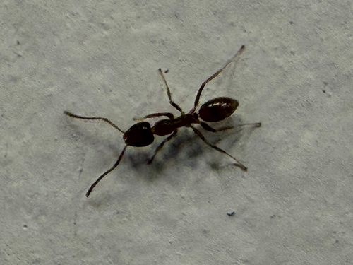 Linepithema humile observed 2026-10-23