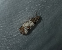 Notocelia rosaecolana