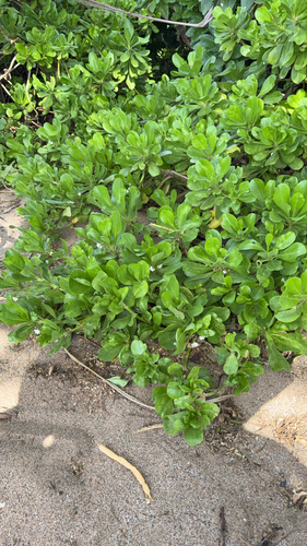 Scaevola taccada observed 2026-10-23
