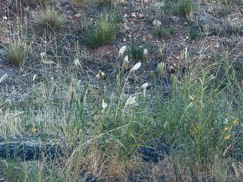 feather finger grass