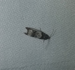 Notocelia rosaecolana